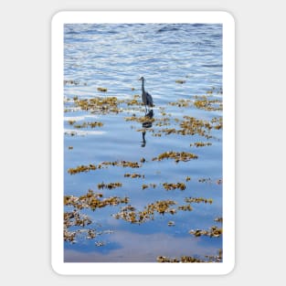 Heron fishing on the River Tweed Sticker